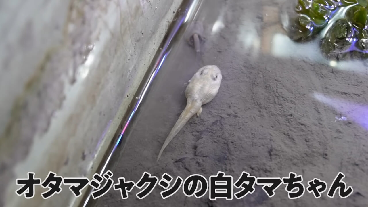 |「ヤバい、突然変異です」捕まえた『白いオタマジャクシ』を育ててみたらまさかの…。「何色のカエルになるのか、検証します」