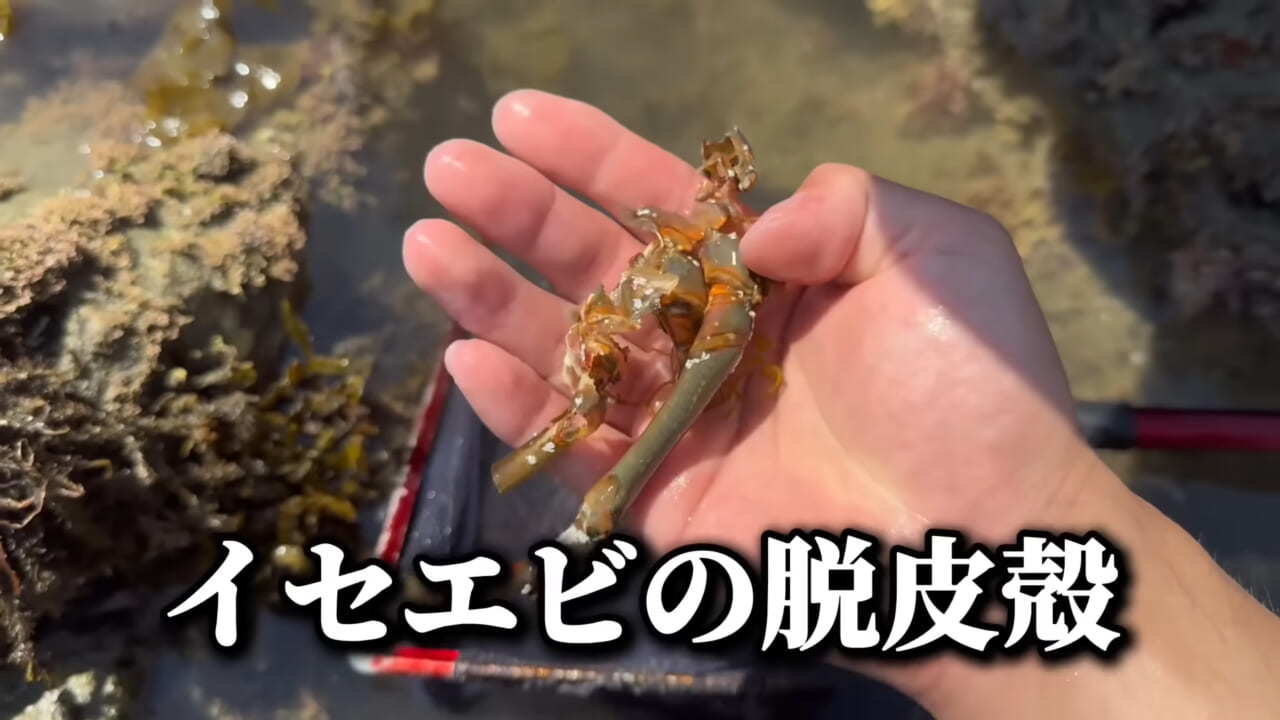 |「コレ、普通に捕まります」“磯の水”を全部抜いたら、出てきたものがヤバすぎた。「海保に通報です」