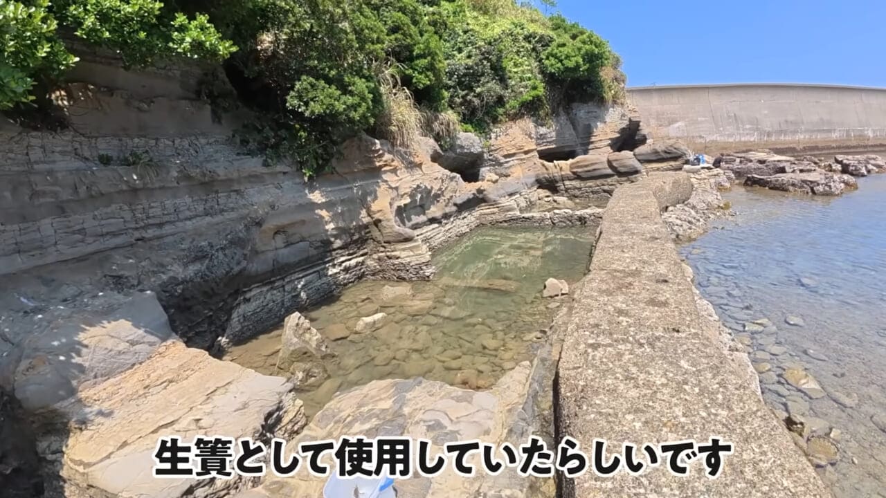 ｜「嚙まれたらエグれる…」「アレの匂い」海のプールに取り残された『モンスター』を捕獲。実際に食べてみた結果。