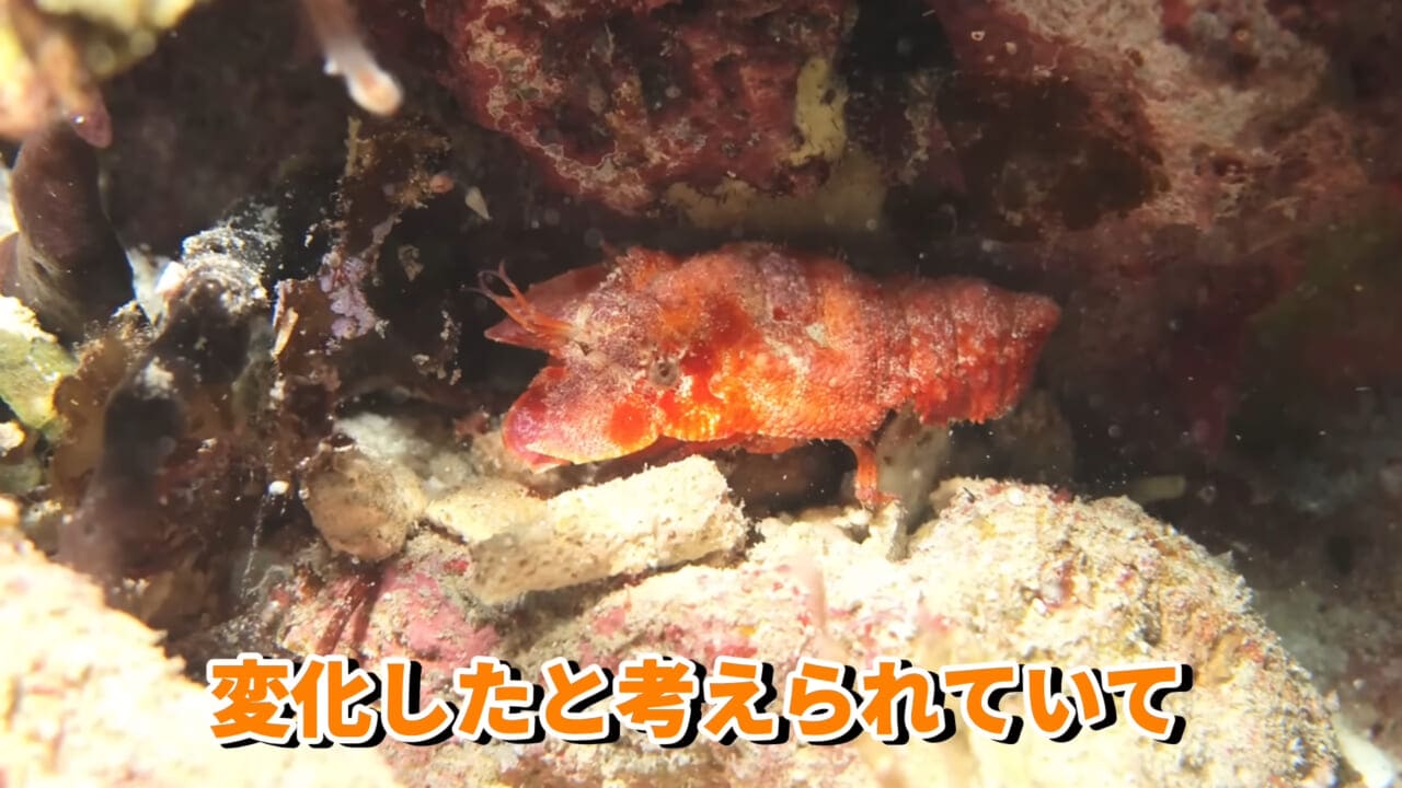 |「これはマジでやばい」スーパーに売れ残っていた『化け物』を飼育してみると…。「すごい映像」「感動しました」