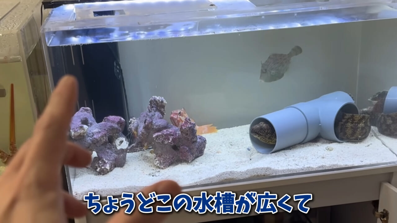 ｜「まさか本当に」「中でめちゃくちゃ動いてる」スーパーに“1000円”で売っていた『サメの卵』を温めた結果。「家族にします」