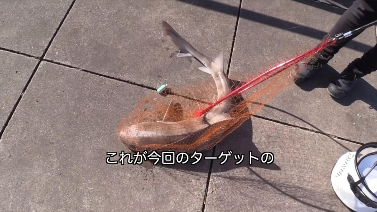 ｜「マジかよ。やばすぎ」「危険すぎる…」サメに噛まれるとどうなるのか身をもって検証したYouTuberがやばすぎた…