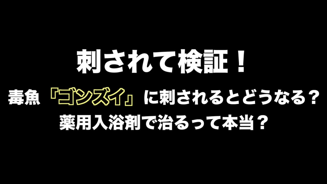 ｜「身体張りすぎやん…」「刺されて検証」毒魚”ゴンズイ”に刺されたら入浴剤で治るは本当なのか…