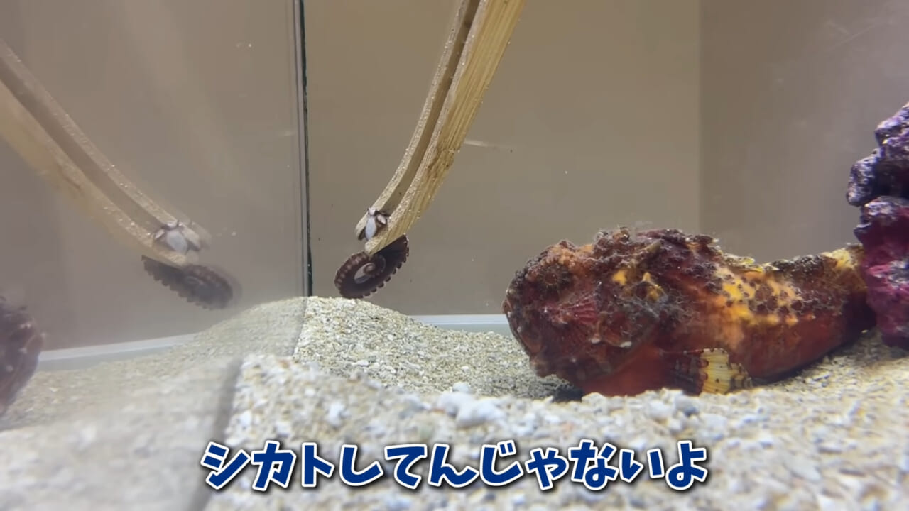 ｜「まさか本当に」「中でめちゃくちゃ動いてる」スーパーに“1000円”で売っていた『サメの卵』を温めた結果。「家族にします」