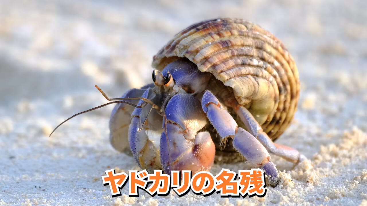 |「マジで育てるのか…」お風呂で『タラバガニ』を飼ったら…。「死んだら食材です」驚きの動画に話題殺到。