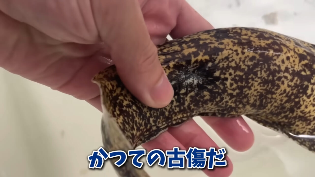 ｜「そんなことあるかぁ！」鮮魚店で売っていた『ウツボ』をペットにしたらヤバすぎた。衝撃の飼育シーンに話題殺到。