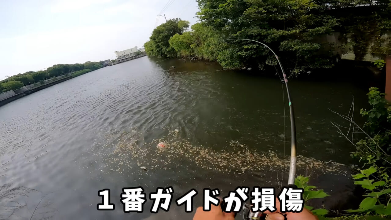 |「うわぁ、キタキタ」「デカすぎ…」“巨大魚”が潜む川に食パンを投入→10秒後にまさかの『化け物』サイズが登場。