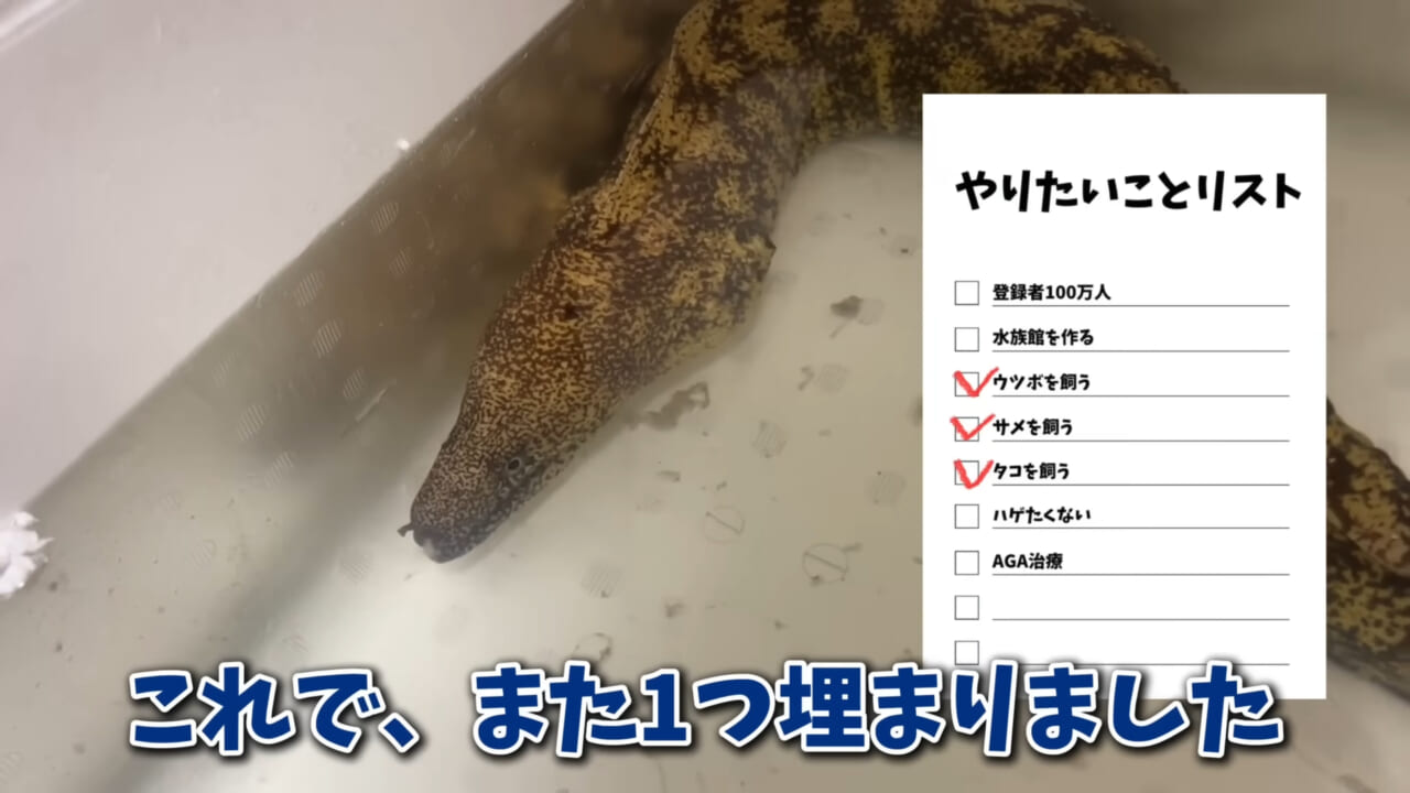 ｜「そんなことあるかぁ！」鮮魚店で売っていた『ウツボ』をペットにしたらヤバすぎた。衝撃の飼育シーンに話題殺到。