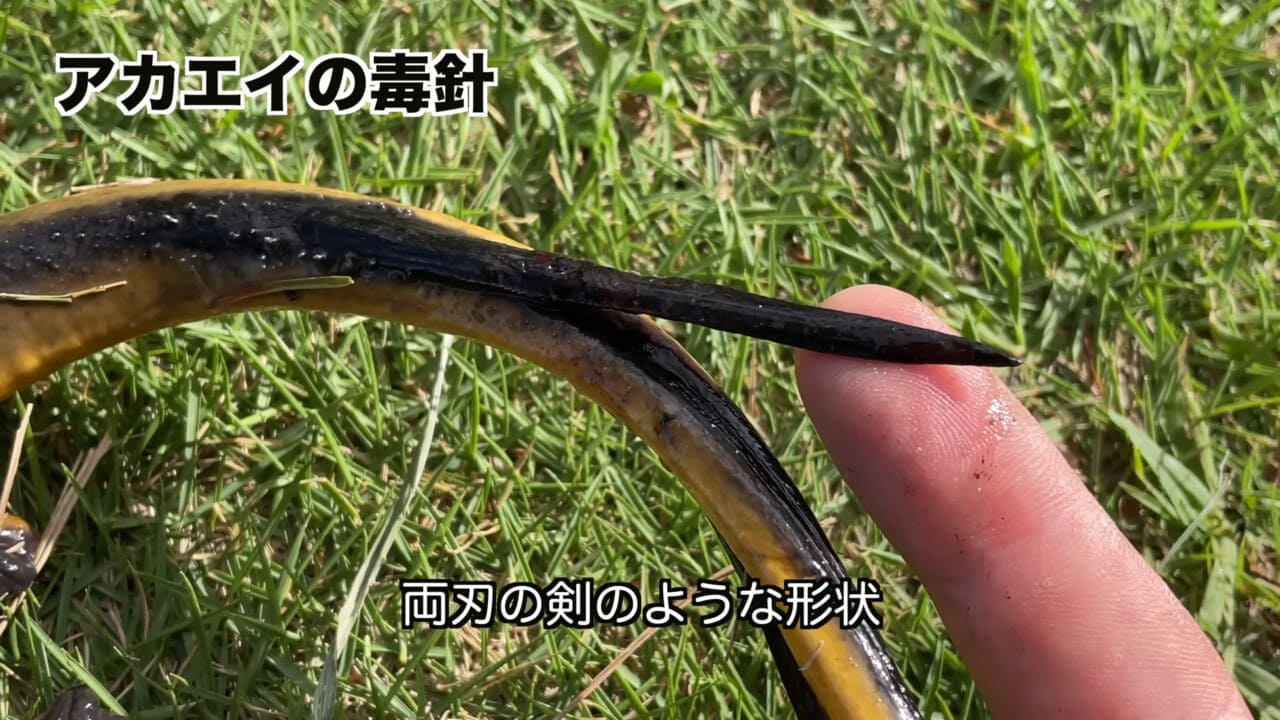 |「うぉー、痛ってえええ」東京湾にも生息する『身近な危険生物』に刺されたらこうなった。「この黒いネバネバが“毒液”です」