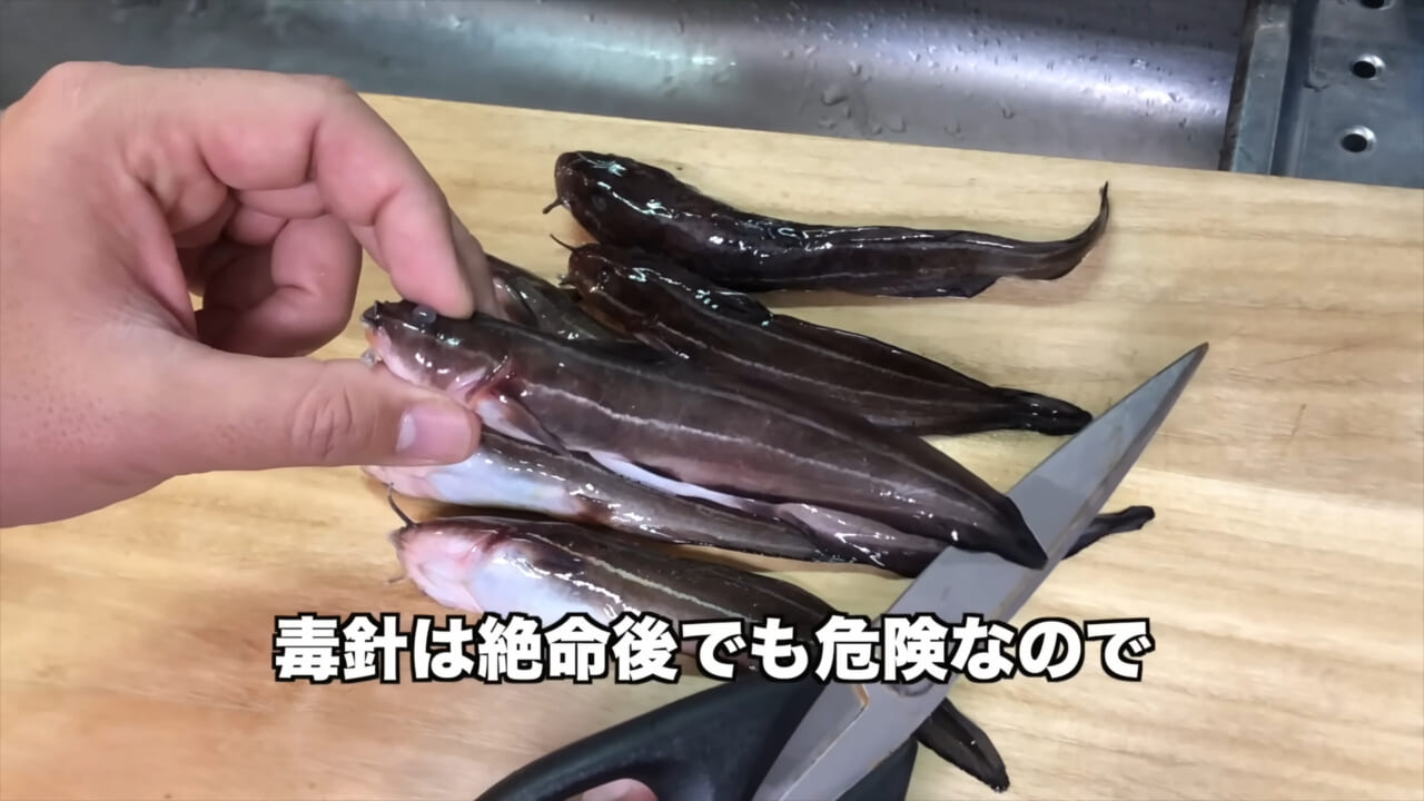 |「身体張りすぎやん…」「刺されて検証」毒魚”ゴンズイ”に刺されたら入浴剤で治るは本当なのか…