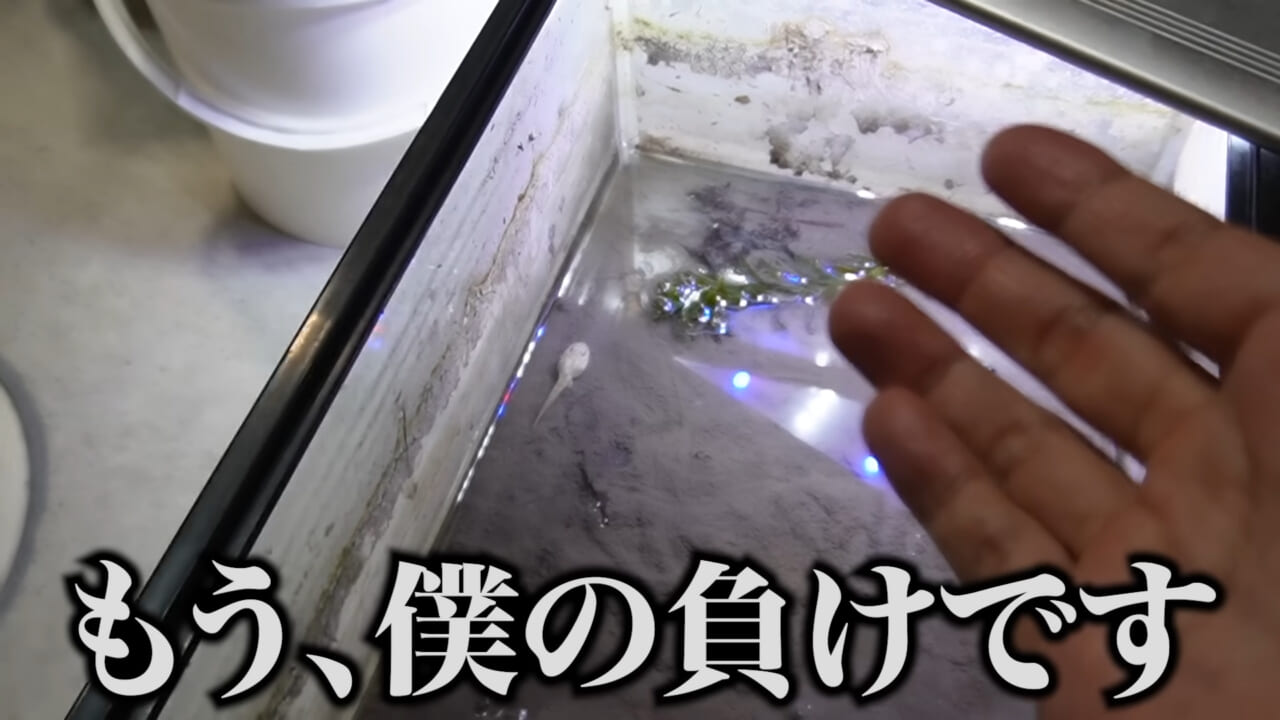 |「ヤバい、突然変異です」捕まえた『白いオタマジャクシ』を育ててみたらまさかの…。「何色のカエルになるのか、検証します」