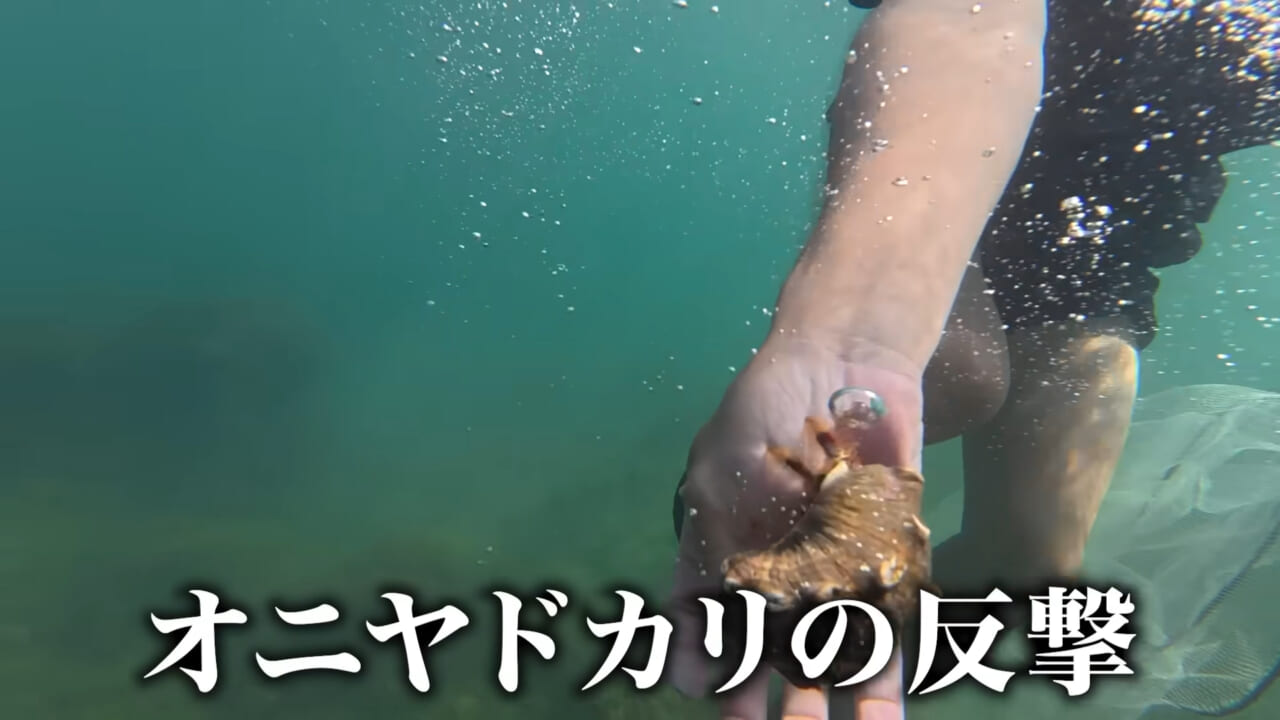 |「嚙まれたらエグれる…」「アレの匂い」海のプールに取り残された『モンスター』を捕獲。実際に食べてみた結果。
