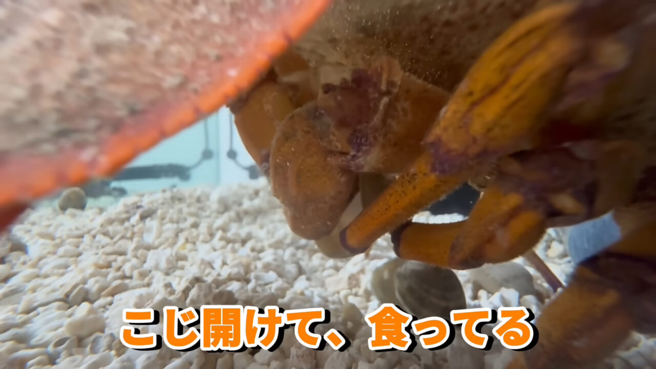 |「これはマジでやばい」スーパーに売れ残っていた『化け物』を飼育してみると…。「すごい映像」「感動しました」