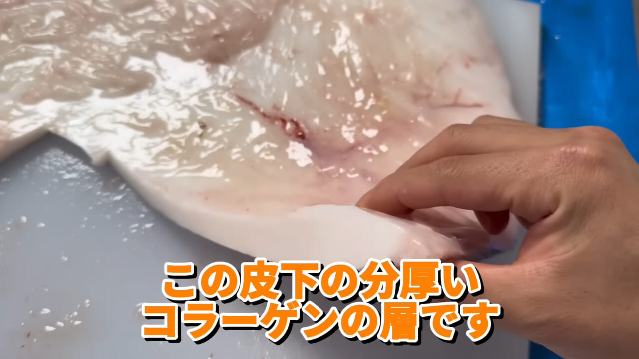 ｜「脳みそ小さすぎ」「これは脱帽だわ」マンボウをさばいた結果がとんでもなかった。