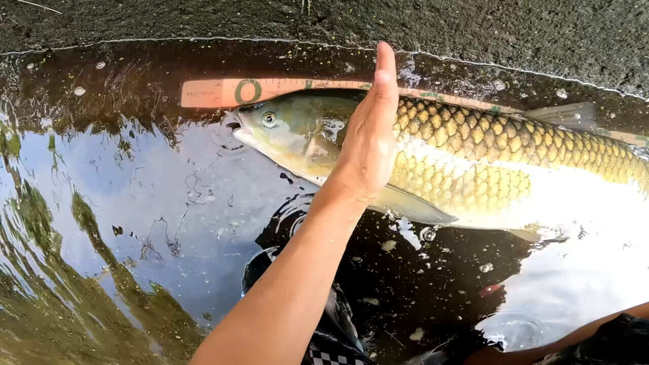 |「うわぁ、キタキタ」「デカすぎ…」“巨大魚”が潜む川に食パンを投入→10秒後にまさかの『化け物』サイズが登場。