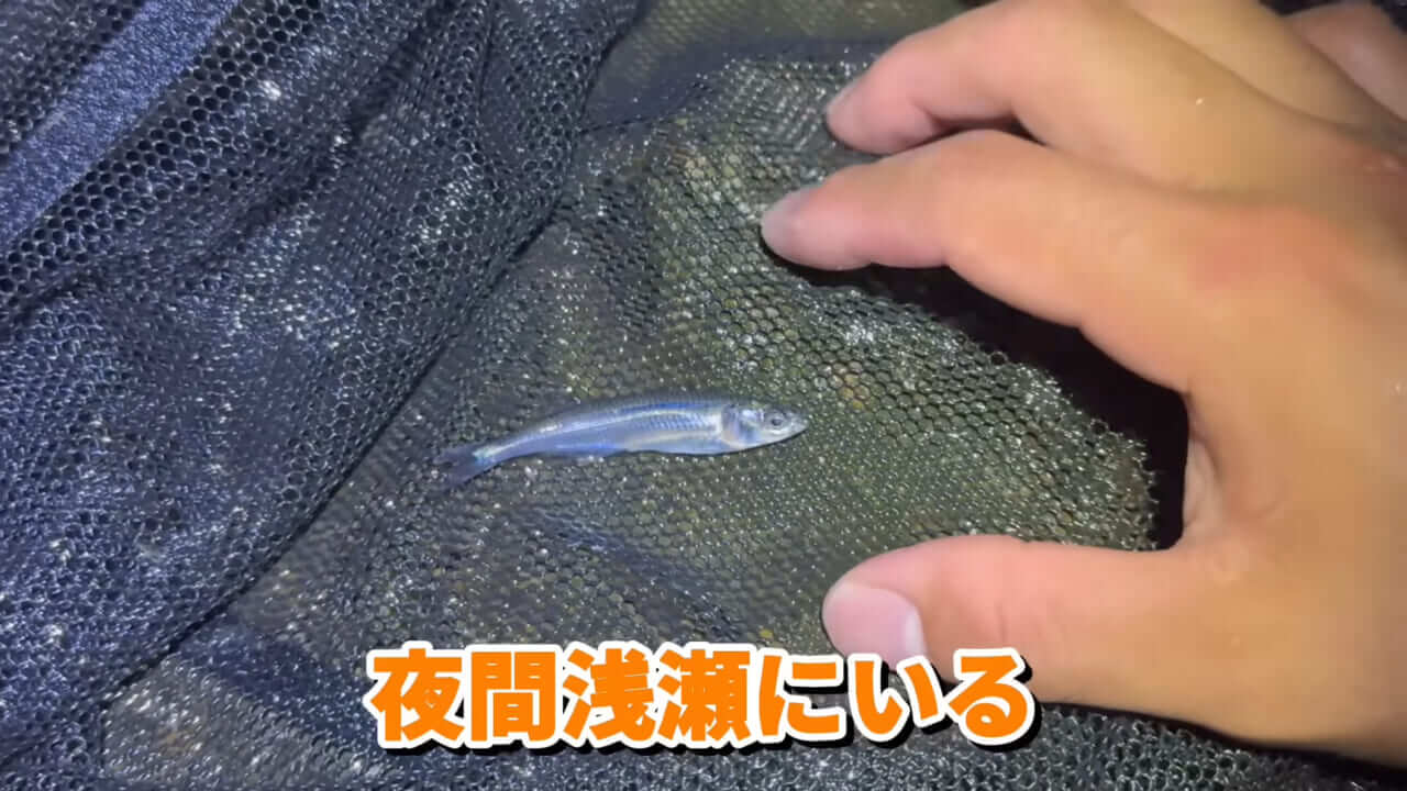 ｜「コレ、普通に捕まります」“磯の水”を全部抜いたら、出てきたものがヤバすぎた。「海保に通報です」