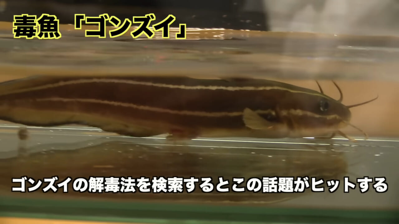 ｜「身体張りすぎやん…」「刺されて検証」毒魚”ゴンズイ”に刺されたら入浴剤で治るは本当なのか…