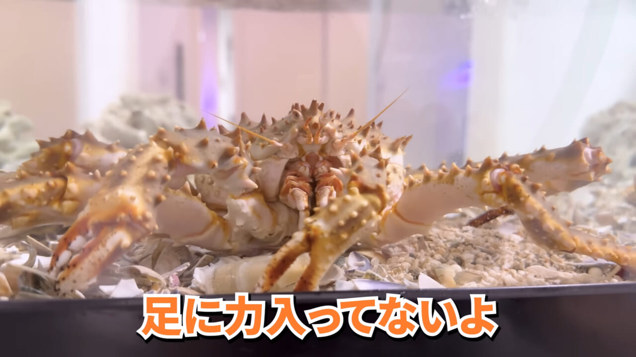 |「マジで育てるのか…」お風呂で『タラバガニ』を飼ったら…。「死んだら食材です」驚きの動画に話題殺到。