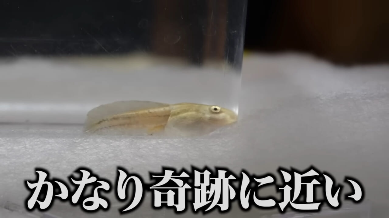 |「ヤバい、突然変異です」捕まえた『白いオタマジャクシ』を育ててみたらまさかの…。「何色のカエルになるのか、検証します」