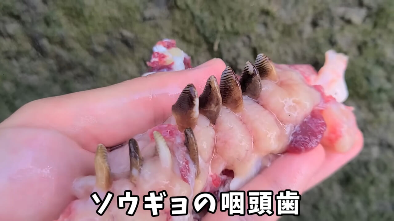 ｜「うわぁ、キタキタ」「デカすぎ…」“巨大魚”が潜む川に食パンを投入→10秒後にまさかの『化け物』サイズが登場。
