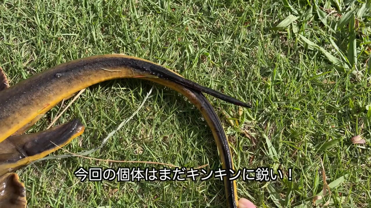 |「うぉー、痛ってえええ」東京湾にも生息する『身近な危険生物』に刺されたらこうなった。「この黒いネバネバが“毒液”です」