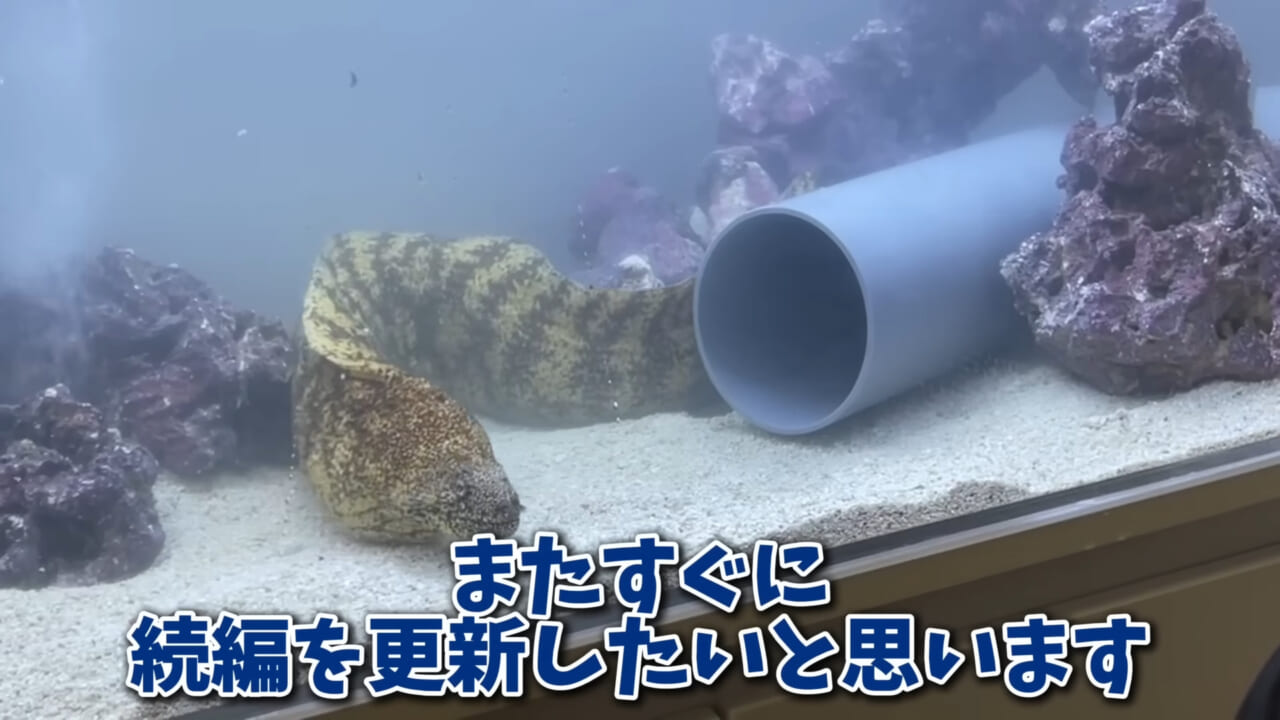 ｜「そんなことあるかぁ！」鮮魚店で売っていた『ウツボ』をペットにしたらヤバすぎた。衝撃の飼育シーンに話題殺到。