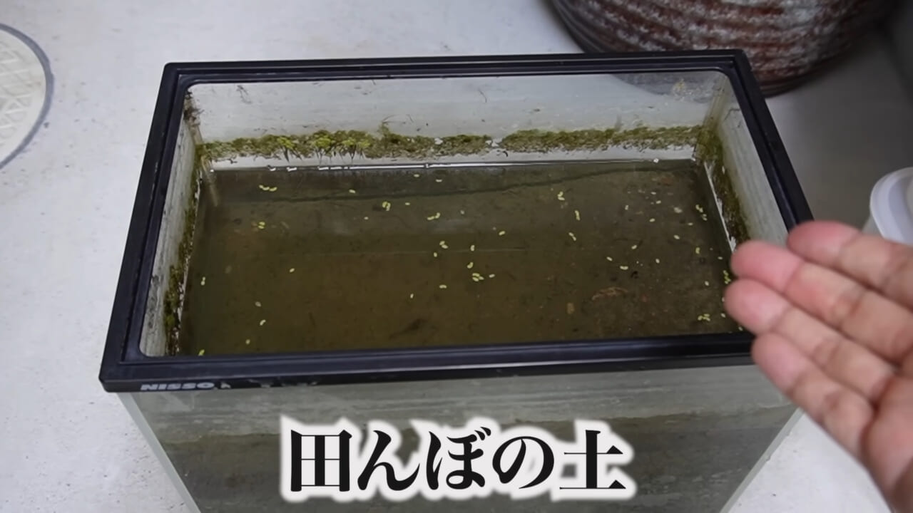 |「ヤバい、突然変異です」捕まえた『白いオタマジャクシ』を育ててみたらまさかの…。「何色のカエルになるのか、検証します」