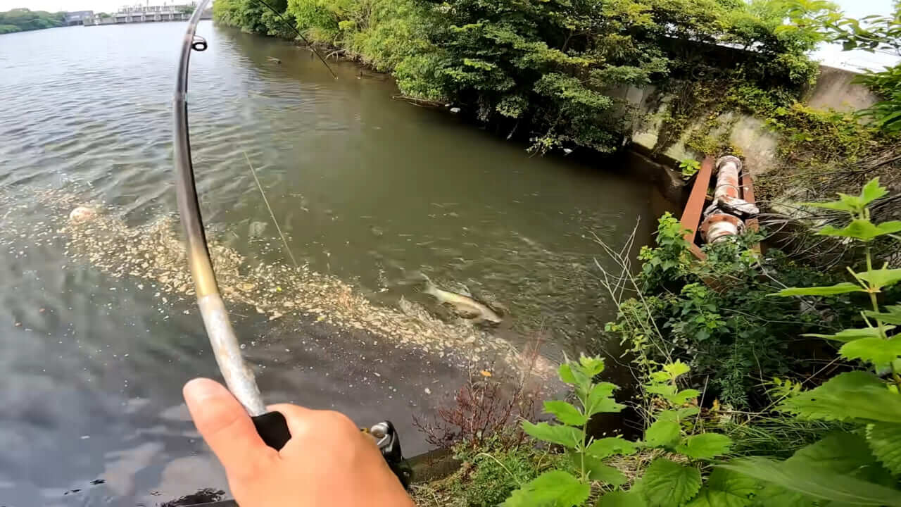 ｜「うわぁ、キタキタ」「デカすぎ…」“巨大魚”が潜む川に食パンを投入→10秒後にまさかの『化け物』サイズが登場。
