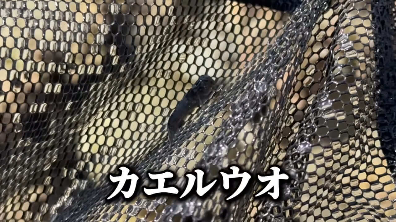 ｜「コレ、普通に捕まります」“磯の水”を全部抜いたら、出てきたものがヤバすぎた。「海保に通報です」