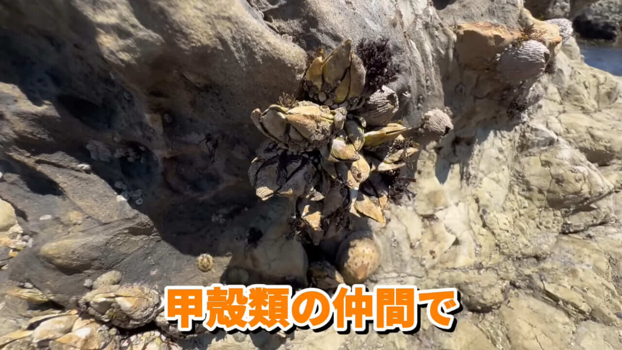 ｜「コレ、普通に捕まります」“磯の水”を全部抜いたら、出てきたものがヤバすぎた。「海保に通報です」