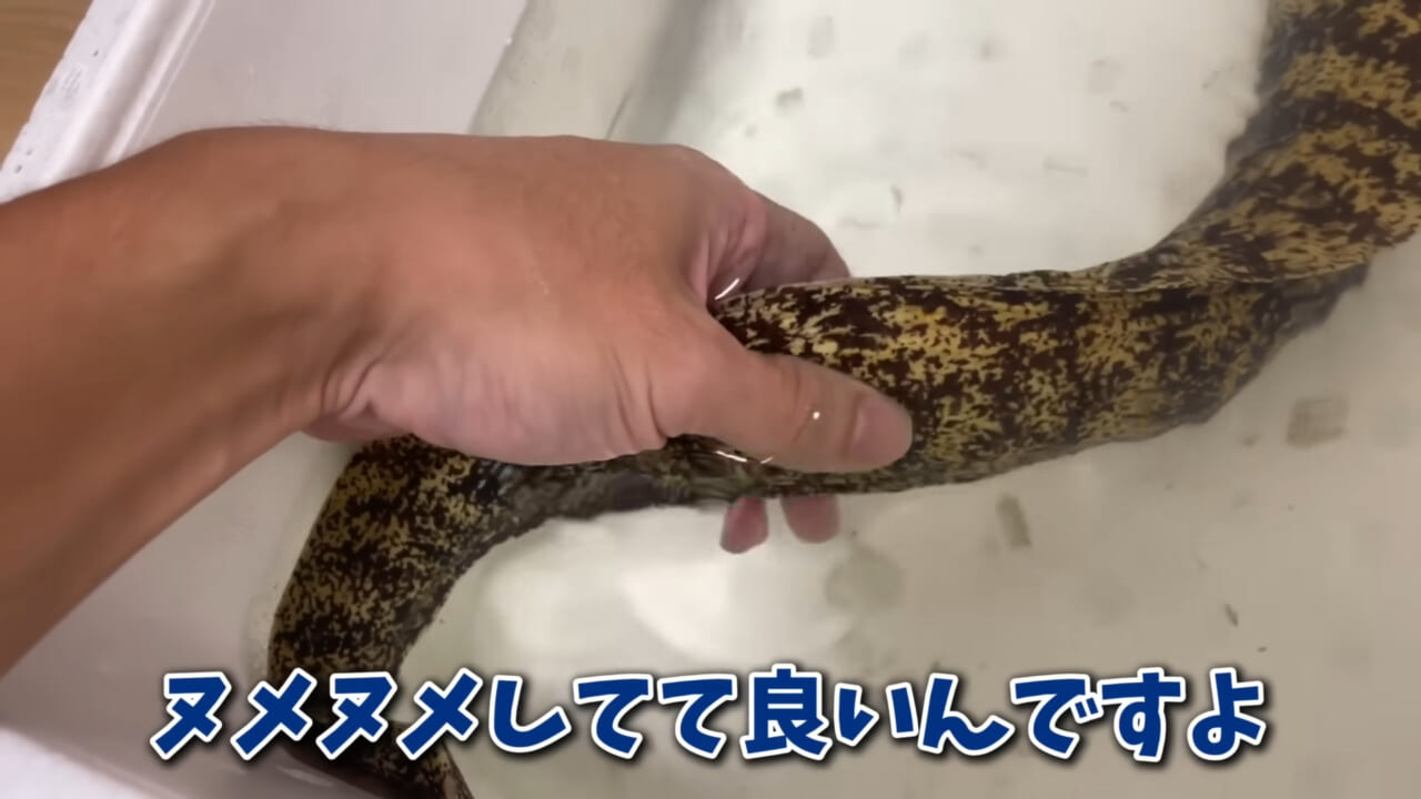 ｜「そんなことあるかぁ！」鮮魚店で売っていた『ウツボ』をペットにしたらヤバすぎた。衝撃の飼育シーンに話題殺到。