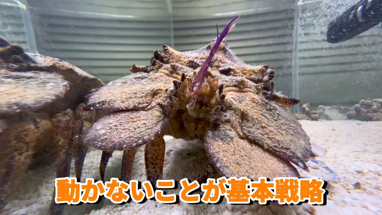 ｜「これはマジでやばい」スーパーに売れ残っていた『化け物』を飼育してみると…。「すごい映像」「感動しました」