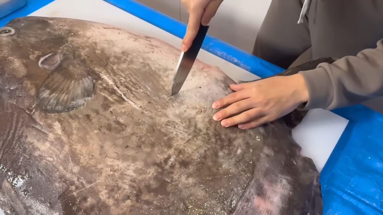 ｜「脳みそ小さすぎ」「これは脱帽だわ」マンボウをさばいた結果がとんでもなかった。
