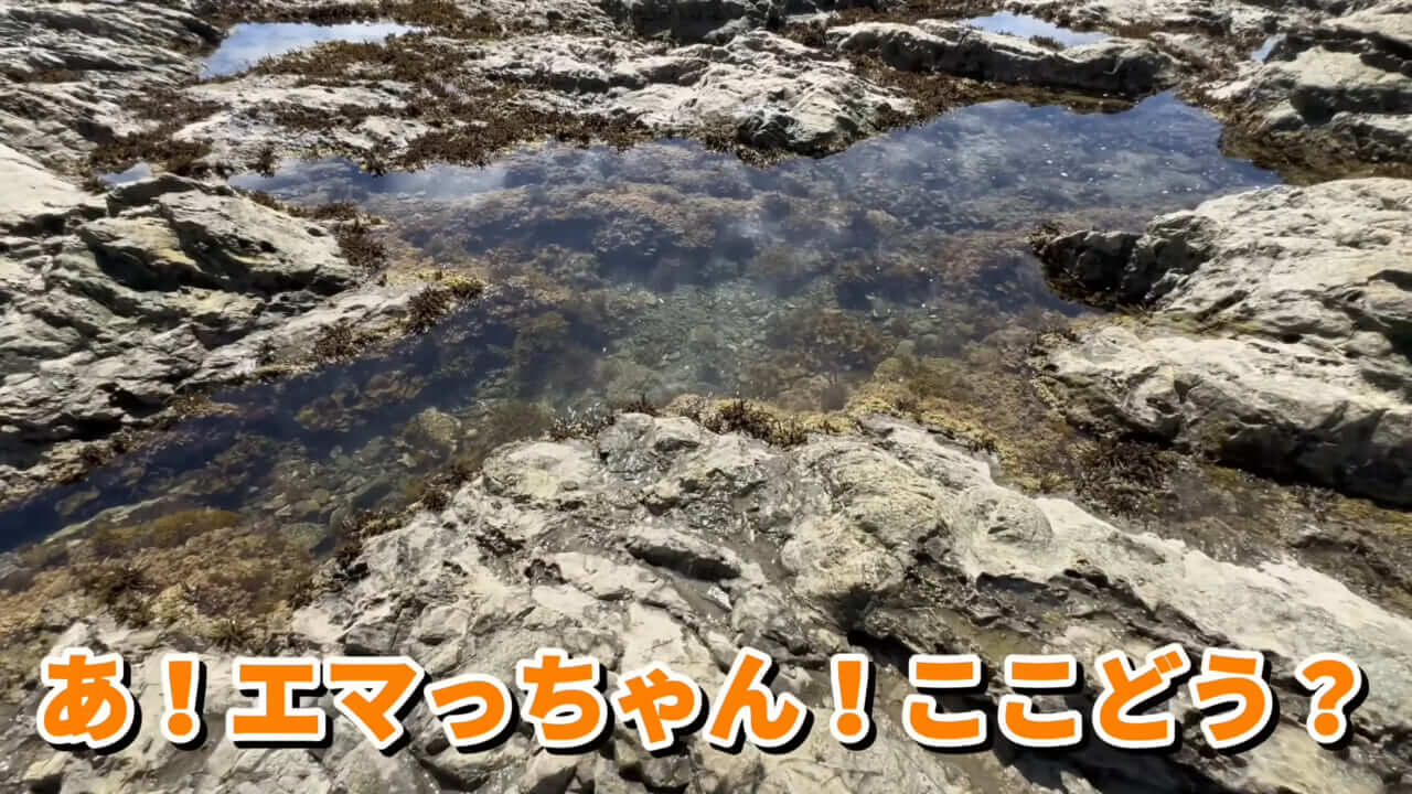 ｜「コレ、普通に捕まります」“磯の水”を全部抜いたら、出てきたものがヤバすぎた。「海保に通報です」