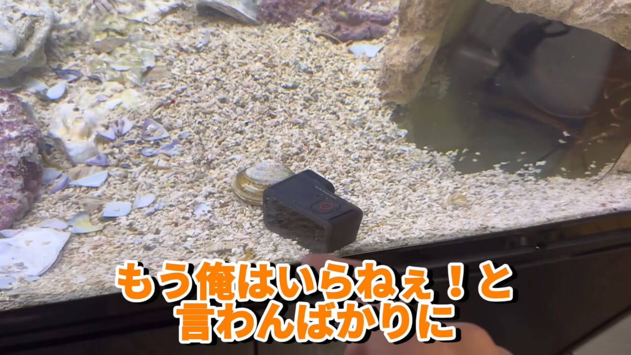 |「これはマジでやばい」スーパーに売れ残っていた『化け物』を飼育してみると…。「すごい映像」「感動しました」