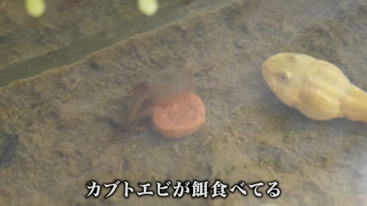 ｜「ヤバい、突然変異です」捕まえた『白いオタマジャクシ』を育ててみたらまさかの…。「何色のカエルになるのか、検証します」