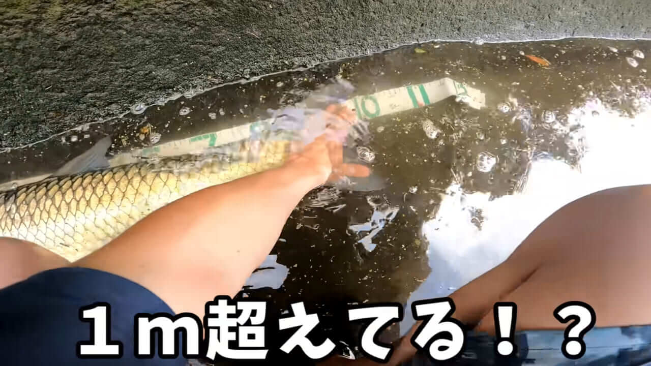 ｜「うわぁ、キタキタ」「デカすぎ…」“巨大魚”が潜む川に食パンを投入→10秒後にまさかの『化け物』サイズが登場。