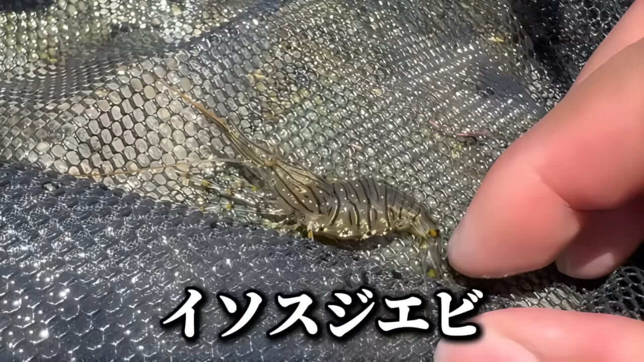 ｜「コレ、普通に捕まります」“磯の水”を全部抜いたら、出てきたものがヤバすぎた。「海保に通報です」
