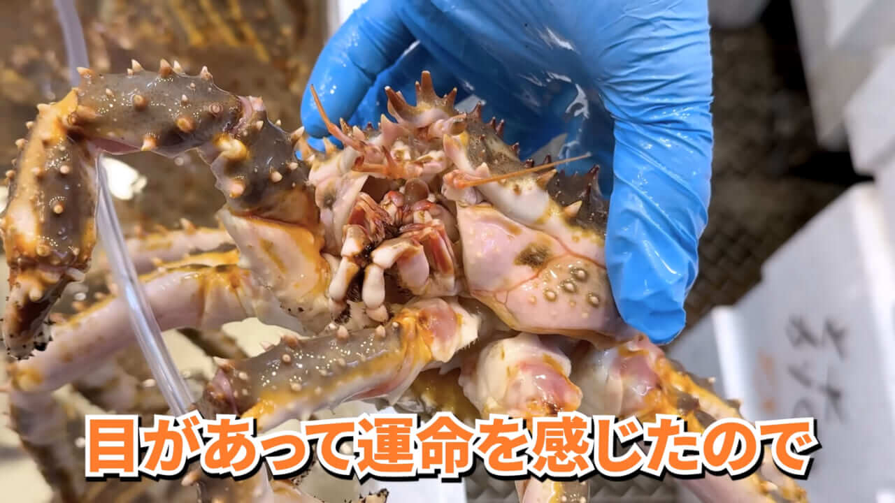|「マジで育てるのか…」お風呂で『タラバガニ』を飼ったら…。「死んだら食材です」驚きの動画に話題殺到。
