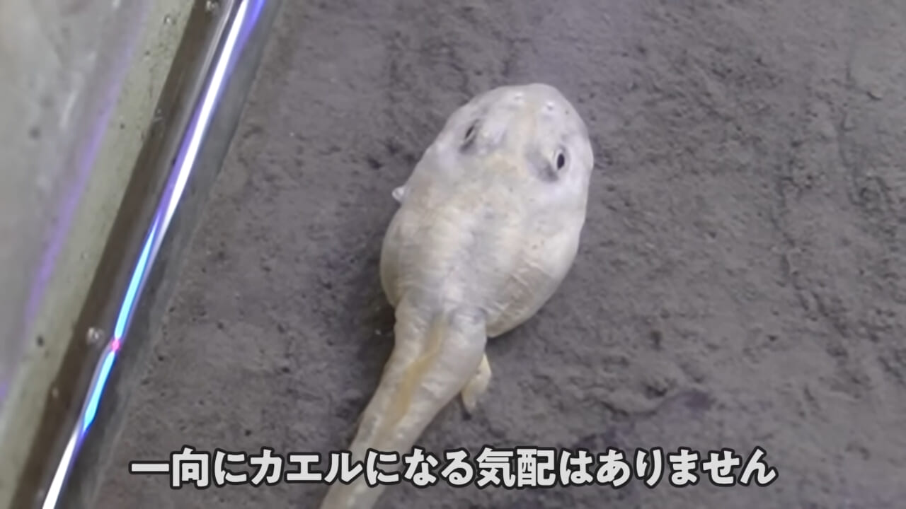 |「ヤバい、突然変異です」捕まえた『白いオタマジャクシ』を育ててみたらまさかの…。「何色のカエルになるのか、検証します」