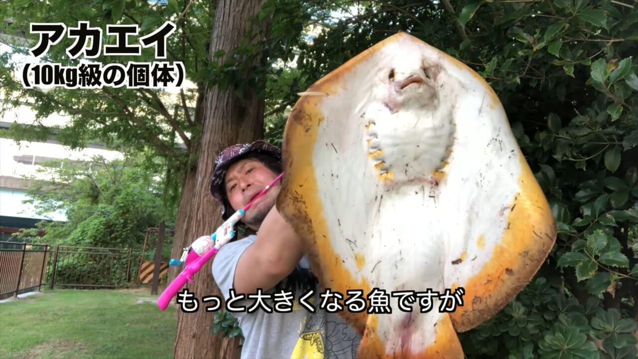 ｜「うぉー、痛ってえええ」東京湾にも生息する『身近な危険生物』に刺されたらこうなった。「この黒いネバネバが“毒液”です」