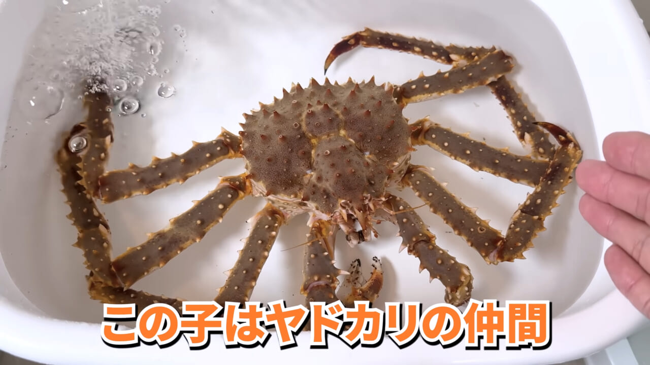 |「マジで育てるのか…」お風呂で『タラバガニ』を飼ったら…。「死んだら食材です」驚きの動画に話題殺到。