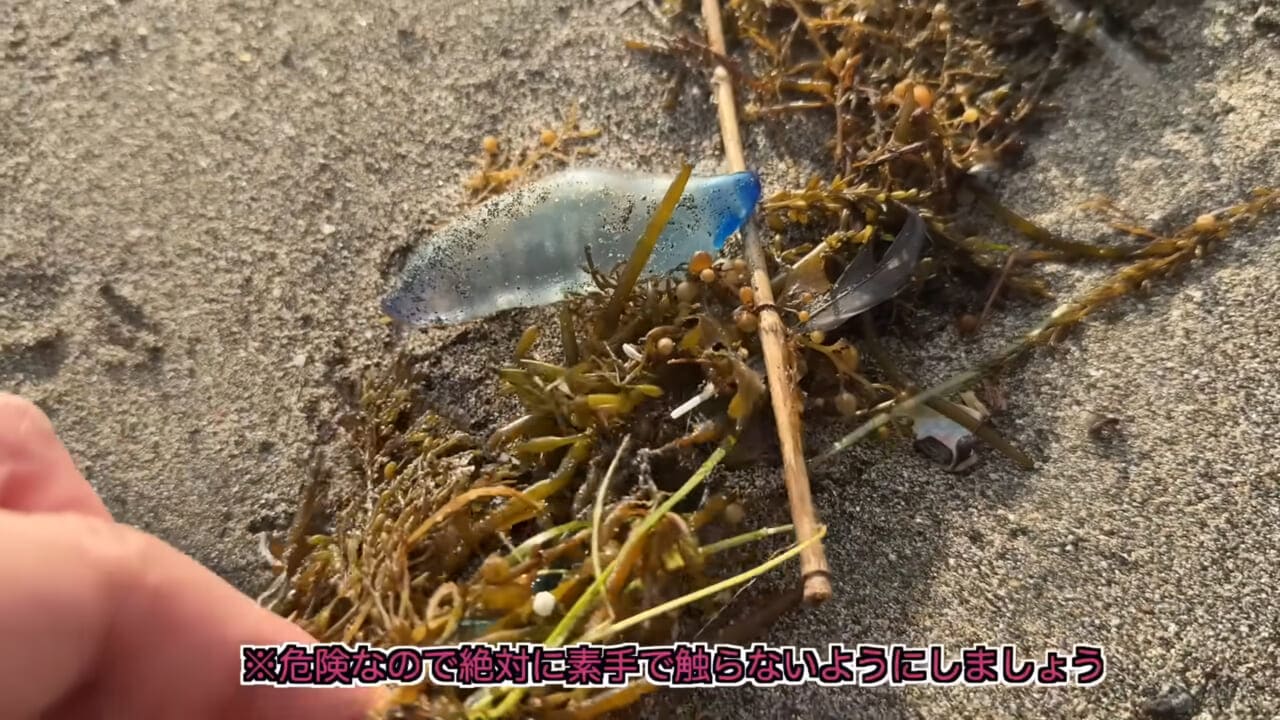 ｜「くぅーっ、うわぁ」海水浴場によく出現”猛毒クラゲ”に刺されてみた。目を背けたくなるひどい症例もあります。