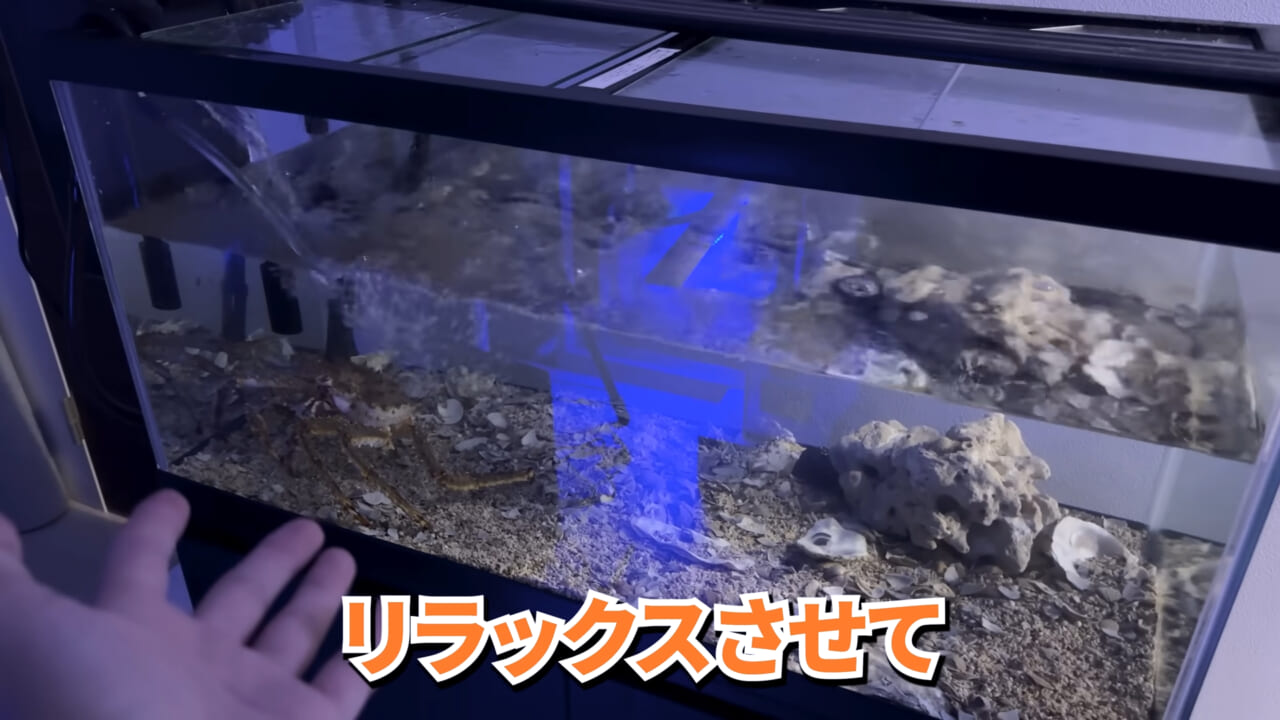 |「マジで育てるのか…」お風呂で『タラバガニ』を飼ったら…。「死んだら食材です」驚きの動画に話題殺到。