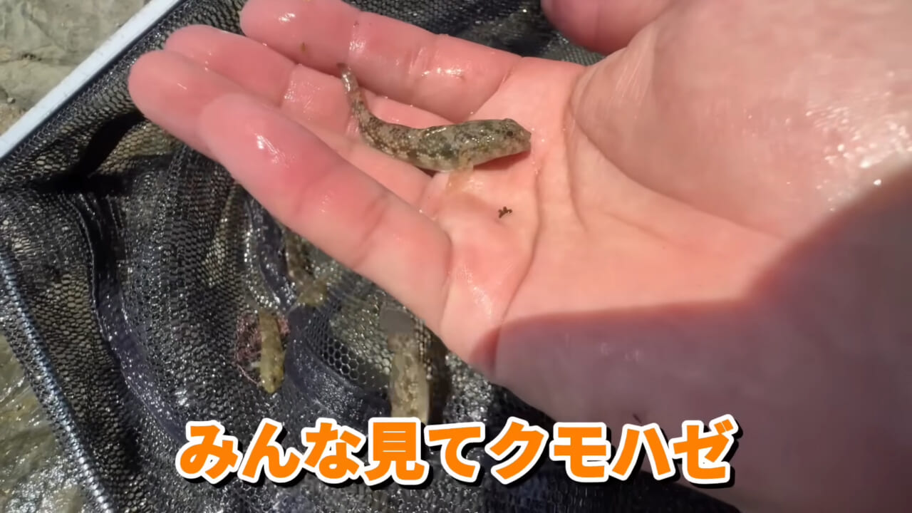 ｜「コレ、普通に捕まります」“磯の水”を全部抜いたら、出てきたものがヤバすぎた。「海保に通報です」