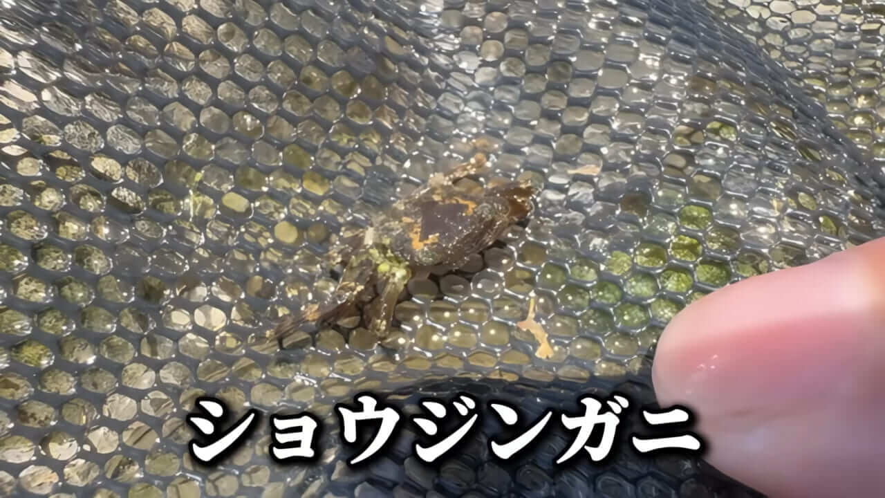 ｜「コレ、普通に捕まります」“磯の水”を全部抜いたら、出てきたものがヤバすぎた。「海保に通報です」