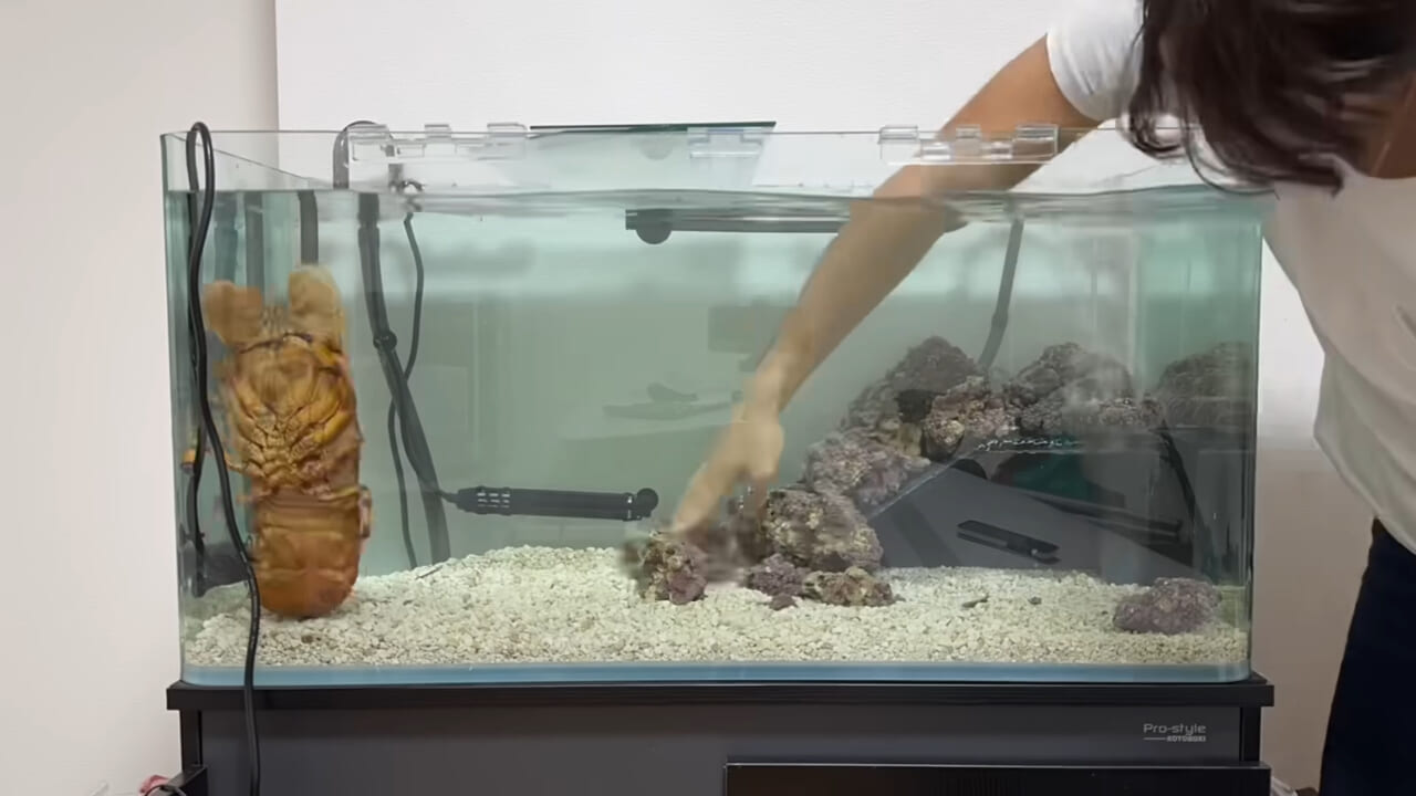 ｜「これはマジでやばい」スーパーに売れ残っていた『化け物』を飼育してみると…。「すごい映像」「感動しました」
