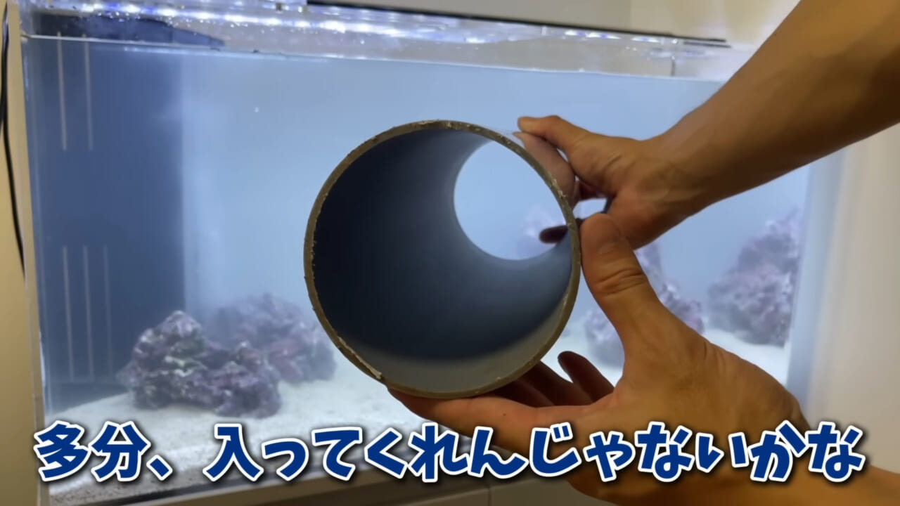 |「そんなことあるかぁ!」鮮魚店で売っていた『ウツボ』をペットにしたらヤバすぎた。衝撃の飼育シーンに話題殺到。