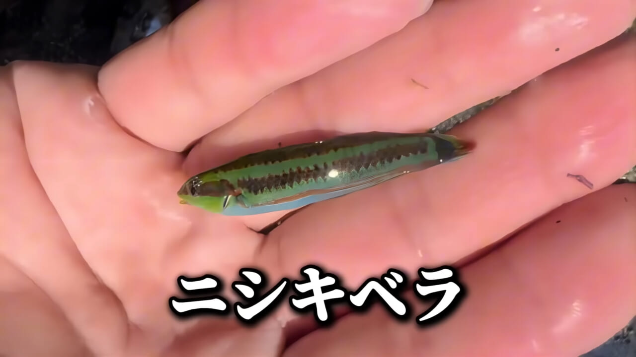 |「コレ、普通に捕まります」“磯の水”を全部抜いたら、出てきたものがヤバすぎた。「海保に通報です」