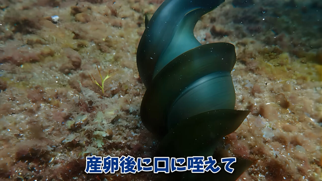 ｜「まさか本当に」「中でめちゃくちゃ動いてる」スーパーに“1000円”で売っていた『サメの卵』を温めた結果。「家族にします」